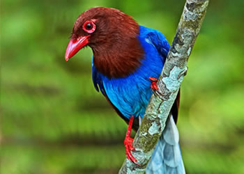 Sinharaja Rain Forest