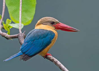Generic placeholder image