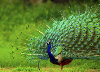 Generic placeholder image